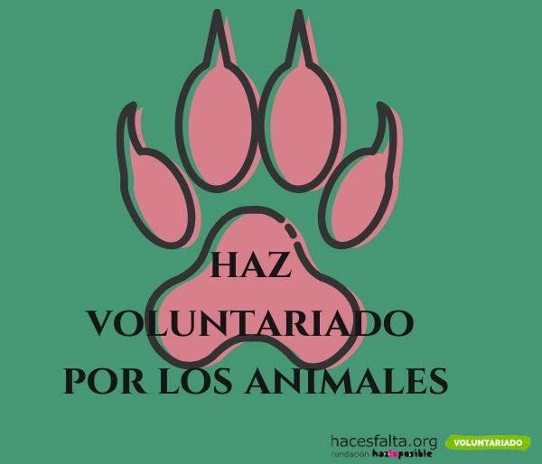 ¿Amante de los animales? ¡Haz voluntariado por ellos! blog
